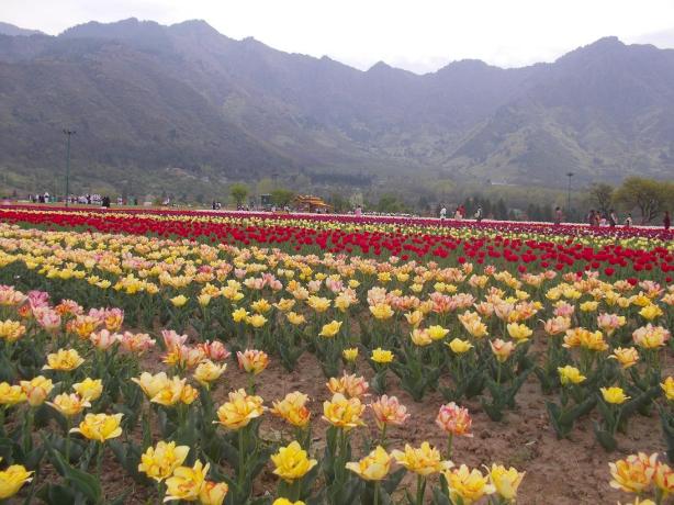 tulip garden in kashmir